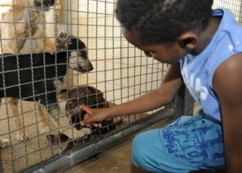 Criança brincando com cachorrinhos. (Foto:Reprodução/Agência Brasil)