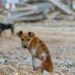 Cachorro abandonado. Foto:Reprodução/Amo Vira Lata