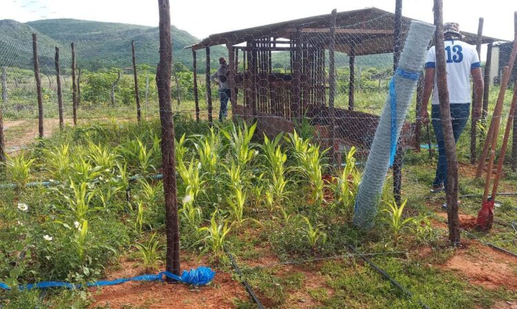 Tecnologia social que permite a produção de alimentos tem garantido segurança alimentar e gerado renda para comunidade quilombola São Martins, em Paulistana, sudoeste do Piauí. Foto: EMBRAPA/Divulgação