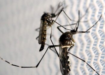 Mosquitos de Aedes aegypti. (Foto: Reprodução/Agência Brasil)