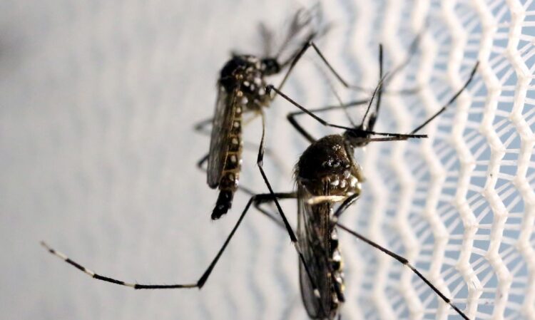 Mosquitos de Aedes aegypti. (Foto: Reprodução/Agência Brasil)